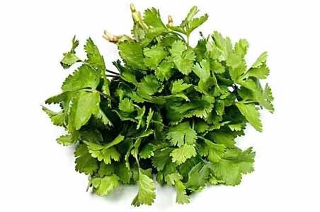 Coriander Coriander